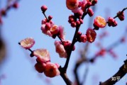 梅花独放，解码内心与外在的潜在预兆