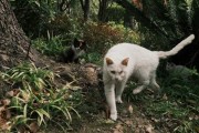 睡的独眼龙猫，解读周公解的神秘象征