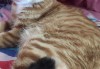 解梦猫生小猫，解读内心深处的渴望与新生