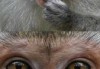好，用户让我写一篇关于猴子本命吉凶的文章，先写标题，再写内容，内容不少于892个字。首先，我需要理解用户的需求。用户可能对猴子在命理学中的地位感兴趣，或者想了解猴子在占卜或中的吉凶