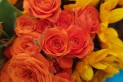 梦见折白花，解读梦境中的花语与人生启示