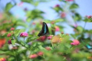 蝴蝶翩翩，wake-up dream 中的蝴蝶预示着什么
