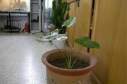 一、封门口放植物
