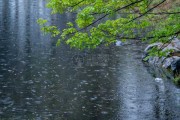 雨中遇见熊猫,预兆与解梦解析 雨中遇见熊猫,预兆与解梦解析
