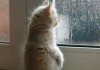 雨叫，预兆与解梦全解析