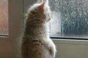雨叫，预兆与解梦全解析