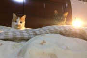 解梦猫咬裤腿，解读梦境中的隐秘