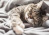 周公解梦，梦见养猫的征兆解析