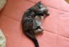 解梦猫咬死鸟蛋，解读梦境中的神秘意象