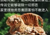 给虎宝宝取名，寓意与文化传承