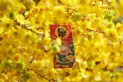 春日里的温柔，生肖狗3月运势解析