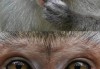 好，用户让我写一篇关于猴子本命吉凶的文章，先写标题，再写内容，内容不少于892个字。首先，我需要理解用户的需求。用户可能对猴子在命理学中的地位感兴趣，或者想了解猴子在占卜或中的吉凶