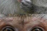 好，用户让我写一篇关于猴子本命吉凶的文章，先写标题，再写内容，内容不少于892个字。首先，我需要理解用户的需求。用户可能对猴子在命理学中的地位感兴趣，或者想了解猴子在占卜或中的吉凶