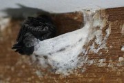 梦见一盆燕窝，解读梦境背后的深层含义