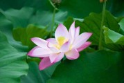端午安康，生肖运势解析，7月5日各生肖运势图