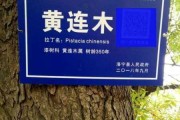 木宝宝取名，传统与现代的结合之道