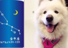 十二星座，最适合养什么白狗？