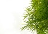 梦见种毛竹，周公解的深刻寓意