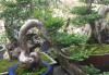 黄杨植物的讲究与选择