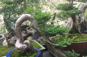 黄杨植物的讲究与选择