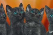 解梦猫咬伤自己的手指，解读潜意识的自我保护机制