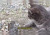 十二星座里为什么没有猫？这可能是宇宙的玩笑