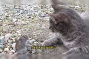 十二星座里为什么没有猫？这可能是宇宙的玩笑
