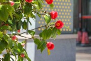 茶花种植禁忌解析，如何在学中种植茶花