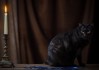梦见捉黑猫，解读这个神秘的梦境预兆