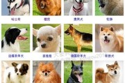 狗年年初一，良辰吉时，传统习俗与寓意