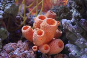 海绵宝宝绘画取名技巧，创意与灵感的结合