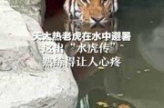 水里看到,解读潜藏的内心力量 水里看到,解读潜藏的内心力量