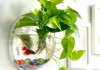 水培植物与鱼缸，选择与搭配指南