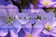 紫色在中的象征意析