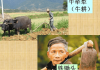 四十九年牛运，从历史到现代，生肖牛的运势解析