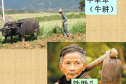 四十九年牛运，从历史到现代，生肖牛的运势解析