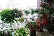 窗台养什么植物好