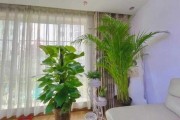 屋内种什么植物好？专业带你揭秘家居绿植之道
