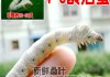十二星座养什么蚕宝宝？星座宝宝的养蚕指南
