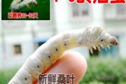 十二星座养什么蚕宝宝？星座宝宝的养蚕指南