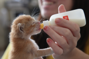给刚出生的猫宝宝取名，好听又寓意深远的名字推荐