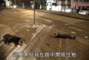 撞死条狗跑了，预兆与解梦解析