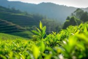 茶树挂灯笼，讲究与选择建议