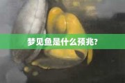梦到锚鱼，周公解梦的启示与现实意义