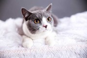 猫算命的配乐，神秘的音乐背后