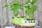 宗祠中的树木选择与布局解析