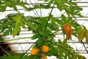 木瓜种植讲究，传统智慧与现代实践的结合
