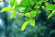 八字测算中的五行忌，解析与应用