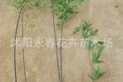 紫竹，传统智慧与现代生活的结合