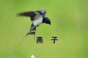 燕子入内，预兆与解梦的深层解析